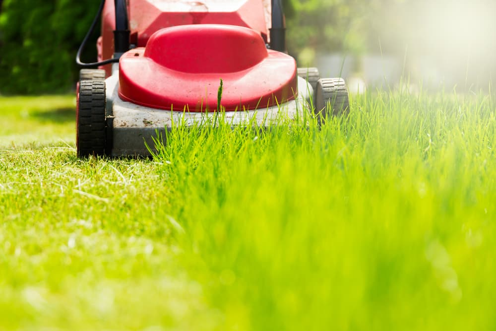 7 Things to Consider Before Hiring a Lawn Care Professional image