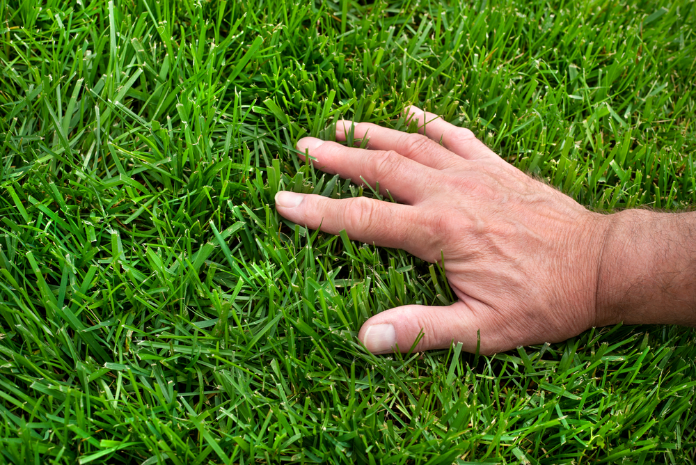 How to Aerate Your Lawn: A Complete Guide image