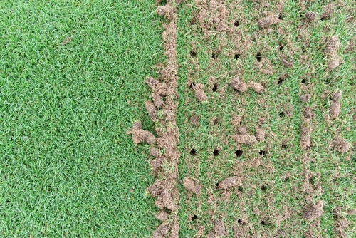 Who in Decatur offers expert lawn core aeration
