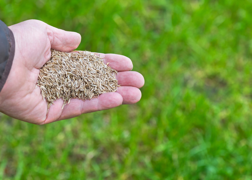 The Difference Between Aeration and Overseeding & How It’s Connected image