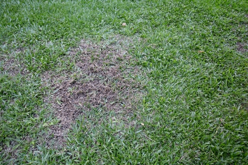 How to properly overseed