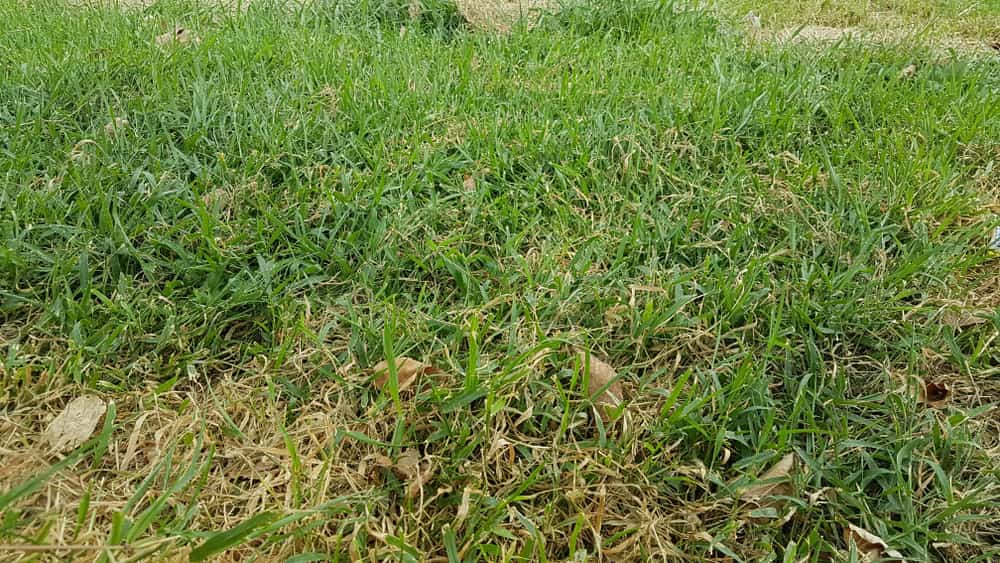 Should I mow differently in summer