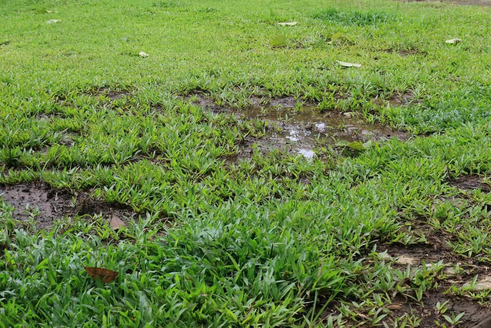Who are the most reliable professional landscapers in Decatur, IL
