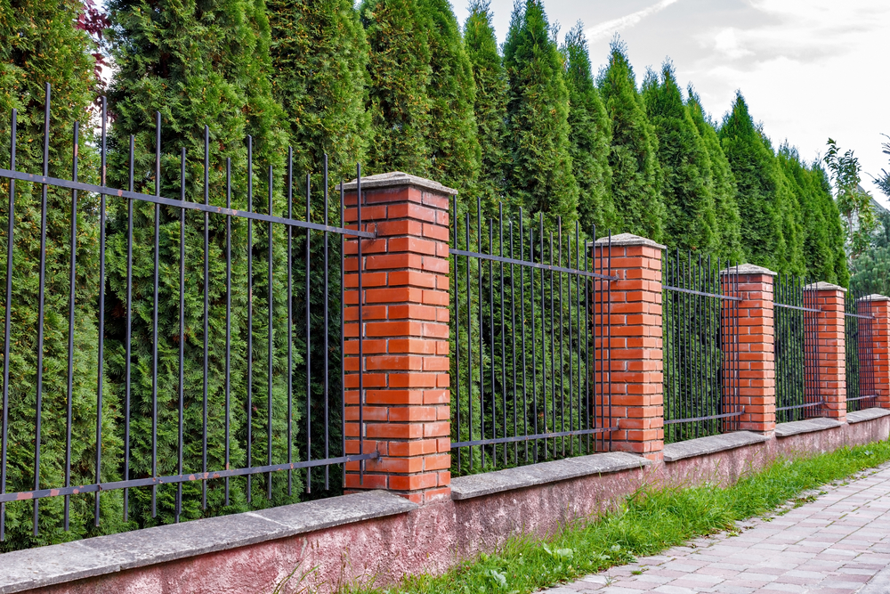 What plants are best for privacy screening