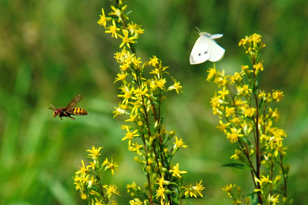 What plants attract the most pollinators